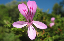 My photography, my passion! View my photo's - nature, landscapes, close-up's and more...
